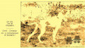 Pedigree VER DE PLAYABARRI Pedigree VER DE PLAYABARRI